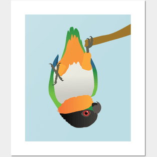 A blackheaded caique hanging upside down digital Posters and Art